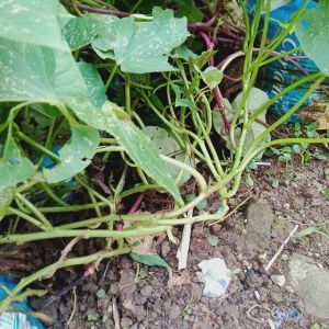 Bibit Super Umbi Gandola 50 Batang