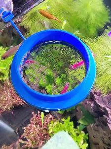 ห่วงกั้นอาหารปลา ที่กั้นอาหารปลา ที่ให้อาหารปลา Feed ring fish tank