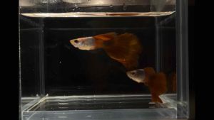 Silverado Red Tail Guppy (1 pair) 银身红尾孔雀鱼(一对)