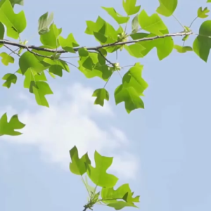 แครนเบอร์รี่ อบแห้ง แคนเบอรี่ แครนเบอรี่ ขนาด 500กรัม/250กรัม/100กรัม กรอบอร่อย พร้อมทาน