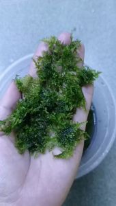 Rêu Minitaiwan chuẩn đẹp thủy sinh dán đá_lũa hàng chuẩn đẹp full lá nước