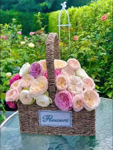 Rosy เซตเร่งดอก ป้องกันโรค เร่งบำรุง 5 เท่า ดอกเยอะ ต้นใหญ่ ปกป้องกุหลาบจากแมลงและเชื้อรา 1 เดือน