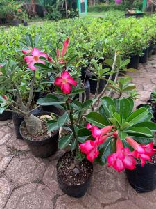 Tanaman Hias Bunga Kamboja Adenium Lokal