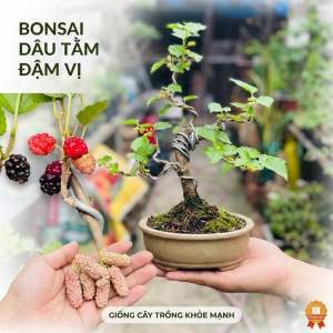Dâu Tằm bonsai siêng trái quanh năm phong thuỷ