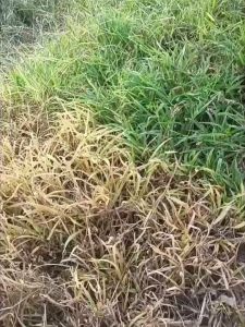 สารกำจัดวัชพืชแบบอินทรีย์ โดมิกา สูตรทนฝน เห็นผลทันใจ ภายใน 3 วัน (ซื้อ1เเถม1) ในนาข้าว ข้าวก็ไม่ตาย กำจัดข้าวนก หญ้าคา ข้าวดีด พุ่มพวง ตีนกา ปากควาย ปราบเรียบ