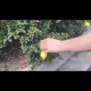 🐍10000 times stronger snake repellent pills🐍 Belerang halau ular 10pcs Belerang halau binatang Strong lasting for 10 years Racun ular ubat halau ular belerang halau binatang ubat penghalau ular Anti snake 驱蛇丸 驅蛇神器 驅蛇丸 驱蛇药 Concentrated Sulfur pepejal