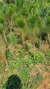 CÂY GIỐNG THÔNG ba LÁ BẦU TO CAO 1M NHƯ HÌNH Ạ]Tên khác: Xà nu xà núi (Tây Nguyên) ngo (Đà Lạt)  [ cây đẹp và khỏe như hình ]