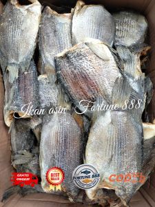 Ikan Asin Tembakang/Biawan Size Jumbo Asli Kalimantan Kualitas Premium