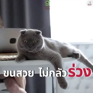 MaxiCat ผลิตภัณฑ์เสริมอาหารบำรุงเส้นขนและผิวหนัง สำหรับแมว ขนาด 50 กรัม