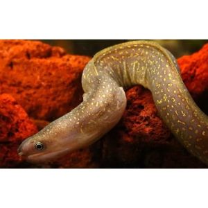 Freshwater Marble Moray Eel/Ornamental fish/Freshwater/Readystock