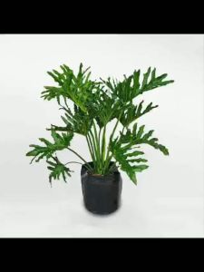 Cây trầu bà lá xẻ cây thật trầu bà thanh xuân giúp bảo vệ sức khỏe tăng hoạt động của hệ hô hấp Minh Hân Garden