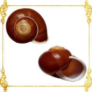 2 Pieces 1 - 1.5 Inches Landsnail Brown Camiguin Helicostyla Tukanensis