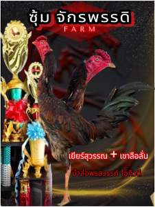 ไข่ไก่ชนพม่า เยียร์สุวรรณ + เขาลือลั่น ม้าล่อ แข้งคม