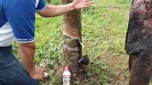 เครื่องม้าพาราที่มีขนาดทดลอง 250 ซีซี สำหรับยางที่เปิดกรีดแล้ว 5 ราย