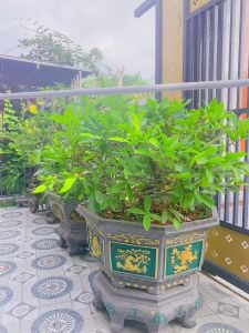 Bộ cộc tay cổ trụ in hình gấu koala BENTY BT105 vải mềm mịn thoáng mát đồ trẻ em cao cấp