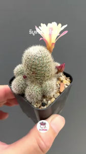 รีบูเทีย ซันไรส์ Rebutia Sunrise แคคตัส กระบองเพชร cactus&succulent