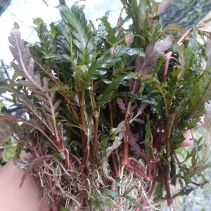 Tinatifida tanaman aquascape hiasan akuarium