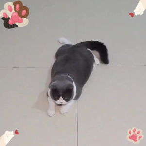 【JCFU】Pet Cat Jingle Bell Play Ball Cat Play Ball【P006】