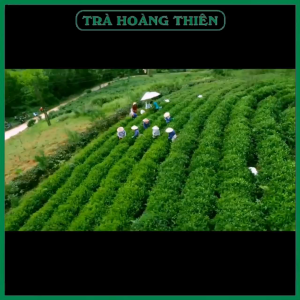 Trà Móc Câu Đặc Sản [0.5kg] - Trà Thái Nguyên - Trà Bắc - [5 gói 100g]