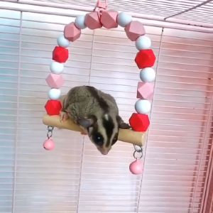 Sugar glider Bird perch hanging stand for cage accessories toy