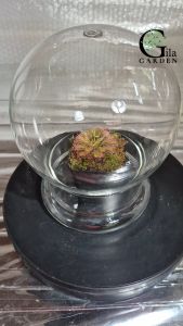 Terrarium Plants Landscape Ecological Accessory Clear Glass Dome The Bell Jar Bubble Shape[GILAGARDEN]