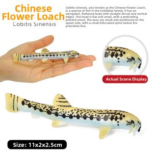 Realistic Fish Models
