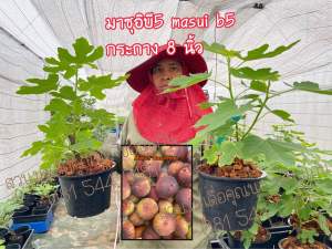 ต้นมะเดื่อฝรั่ง มาซุอิบี5 สายพันธุ์หวาน ผลใหญ่ เนื้อเยอะ ทนร้อน/masui b5 figs tree