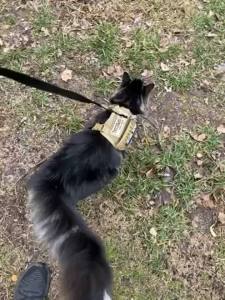 Pet Cat Clothes Cat Accessories Safe Tactical Harness Vests Traction Leash With Two Stickers For Cats Puppies and Small Dogs