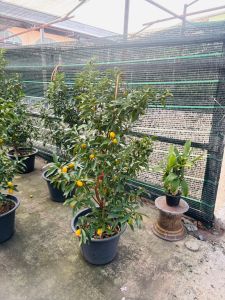 ส้มกิมจ๊อ ขนาด8-11นิ้วCitrus Japonica Thunb จีน: 金桔 หรือ 金橘 พินอิน: jīnjú อ่าน จิงจู๋ แปลตามตัว ส้มสีทอง) ในสกุลส้มและวงศ์ส้ม เป็นไม้พุ่มขนาดกลาง แตกแขนงเป็นพุ่มแน่น ใบรูปไข่ สีเขียวสดเป็นมัน มีหูใบขนาดเล็ก ดอกออกดอกเดี่ยว แต่มักออกรวมกันเป็นกลุ่ม