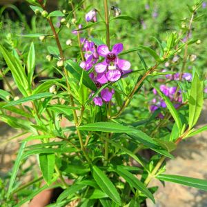 Tanaman Hias Bunga Angelonia Segar Siap Tanam – Cantik & Tahan Panas