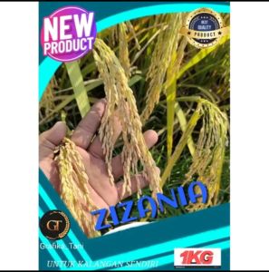 BENIH /BIBIT PADI ZIZANIA PREMIUM TERBARU 1KG