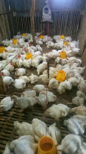Pakan ayam 1kg untuk usia dewasa B12 L masa grower