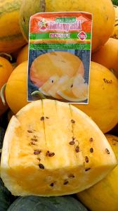Semangka Inden F1 20gr - Benih biji buah semangka lonjong berwarna kuning berbiji sangat manis