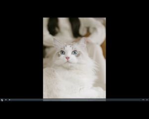 PETREE Bekas Tandas Kucing Automatikt Automatic Self Cleaning Cat Litter Box Automatic Cat Toilet with APP