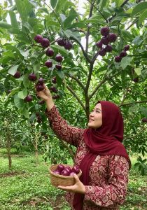 Bibit Jambu Air Citra Ungu Kingkong🌱Sudah Siap Ditanam Bibit Subur Besar Rimbun Siap Ditanam Di Lahan Maupun Di Planterbag Hasil Cangkok Yuk Dicekout Pemesanan Bisa COD Bayar Ditempat