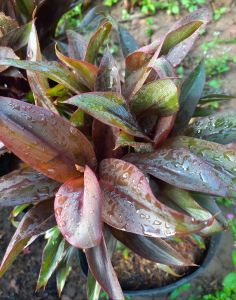 Chậu Phát Tài Đỏ Cây Phong Thủy