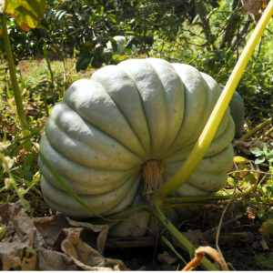 เมล็ดพันธุ์ ฟักทองบัตเตอร์ครีม (ซองกระดาษ)