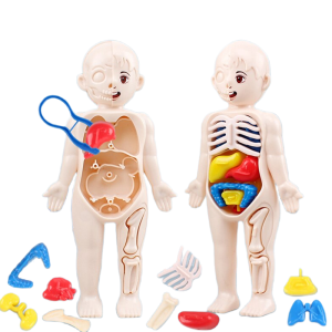 Kid Montessori 3D Puzzle Human Body Anatomy Model Educational Learning Organ Assembled Toy Body Teaching Tool For Children