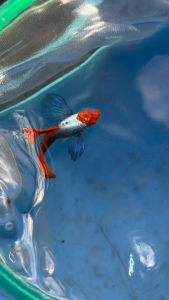 🤍🔴 Dumbo Platinum Koi Guppy – Premium Fancy Guppy Fish 🔴🤍