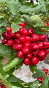 ต้นเชอร์รี่แดงอเมริกา (กิ่งตอน) – พันธุ์ต้านทานโรค ลูกหวาน ปลูกง่าย