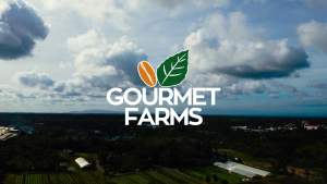 Gourmet Farms Herbal Tea | Sambong Malunggay Ampalaya & Ginger | Natural Detox & Immunity Boost | 10 Tea Bags