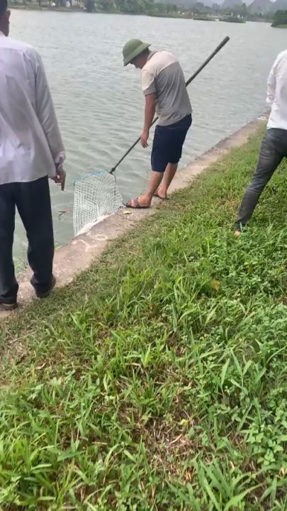 Mồi câu cá trắm đen, câu đài và câu lục, gồm 1 túi thính dụ, 500 gram ngô hạt và 500 gram thóc thơm