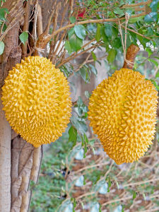 Artificial Plastic Fake Fruit Durian Model Childrens Store Ornament Furnishing Photography Toys Creative Display