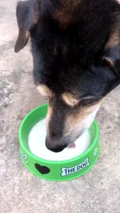 Susu Kucing Pet Goat Milk Powder 200g Lactose Free Cat Kitten Dog