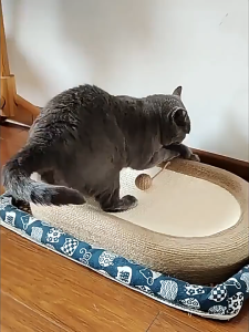 Oval Cat Scratcher Board Super Large Size Wear Resistant Sisal Claw Grinding Tool Pet Sleeping Bed Mat Kucing Pencakar