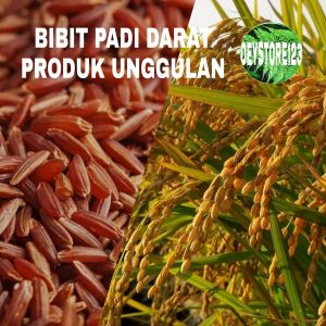 Benih padi huma darat kemasan 500 grm produk unggulan