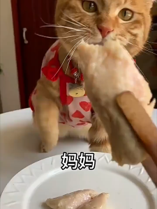 宠物蒸煮鸡胸肉猫咪零食补水幼猫专用水煮鸡肉块狗狗吃的营养鸡肉