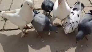 สูตรใหม่!!ยาเบื่อนกพิราบ กำจัดพิราบและนกทุกชนิด เหยื่อกำจัดนกพิราบ ยาฆ่านกพิราบ 500กรัม ไม่มีนกรบกวนไล่นกพิราบถาวรยาไล่นกพิราบ ทำลายอวัยวะภายในตายใน 1วัน แลนเนท ยาเบื่อนก แห้งเร็วและไม่มีกลิ่น กินง่ายตายไว ชนิดไม่ต้องผสมอาหาร ยาเบื่อนก พิราบ เห็นผลชัวร์