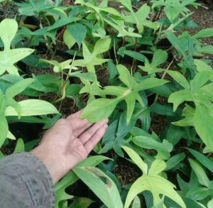 Philodendron Florida Ghost Tanaman Philo Ghost