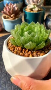 麦饭石颗粒营养多肉植物铺面拌土专用花盆栽种植上色控养根 Maifanshi granules nutritious succulent plant pavement mixed with soil special flower pot